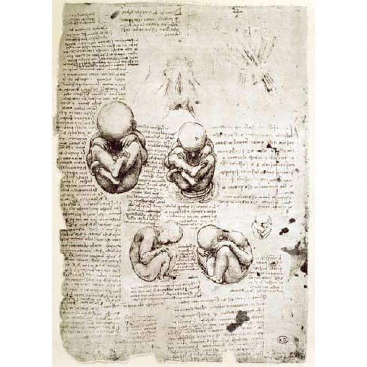 Schilderij Five Views of a Foetus in the Womb, facsimile foto 1