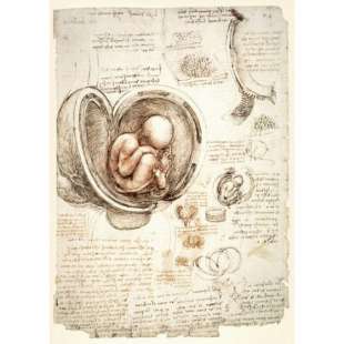 Schilderij The Human Foetus in the Womb, facsimile copy foto 1
