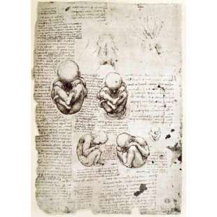 Schilderij Five Views of a Foetus in the Womb, facsimile foto 1